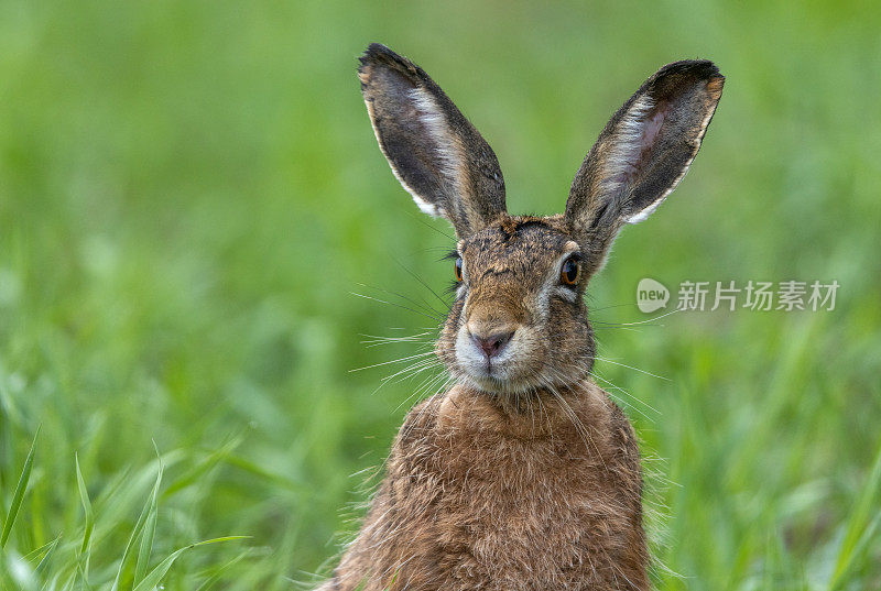 欧洲野兔(Lepus europaeus)的大头